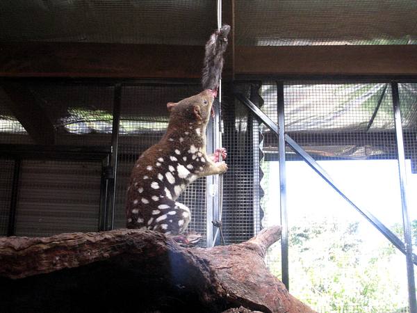 A Quoll